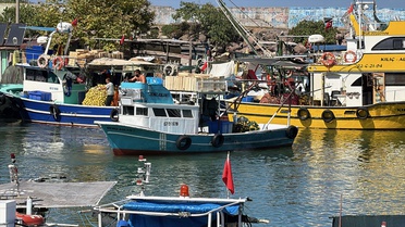 Batı Karadeniz'de palamut bolluğu sürerken balıkçılar hamside de bereket bekliyor