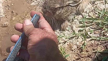 Mersin Mut'ta çiftçi ve oğlu, susuz kalan yavru tavşana elleriyle su içirdi