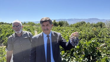 Erzincan Valisi Aydoğdu, Cimin üzümü hasadında yaprak müjdesi verdi