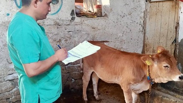 Evciler'de hayvancılık işletmeleri İlçe Tarım ekiplerince denetlendi
