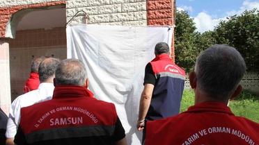 Samsun'da kahverengi kokarcaya karşı 26 bin feromon tuzağı kuruldu
