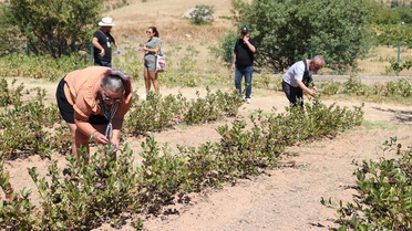 Avanos'ta turistler aronya hasadına katıldı, belediye tarımla turizmi güçlendirmeyi hedefliyor