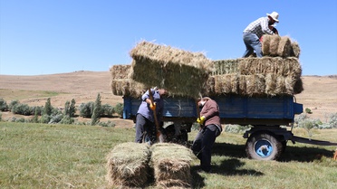Ağrı Taşlıçay'da kar geç eridi, çiftçilerin ot mesaisi uzadı