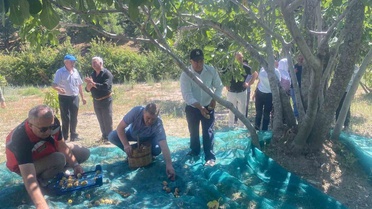 Efeler Kaymakamı Arıkan, Gölcük'te incir hasadına katıldı