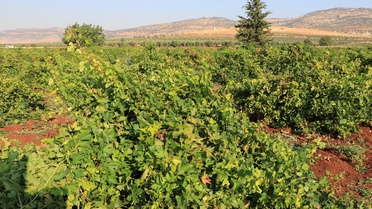 Kilis'te horoz karası üzüm hasadı başladı, üretici rekolteden memnun