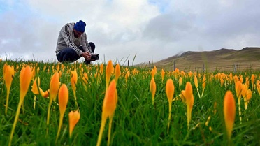Gümüşhane'de vargit çiçekleri açtı, yaylacılara göç zamanı geldi
