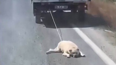 Şanlıurfa'da kamyonetin arkasına bağlanan köpek sürüklenerek götürüldü