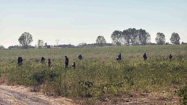 Eskişehir'de 2 bin 500 ton karpuz tarlada çürüyor, üretici bedava dağıtıyor