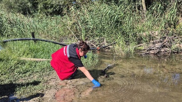 Tekirdağ Saray'da Çayla Deresi'ndeki balık ölümleri için ekipler inceleme başlattı