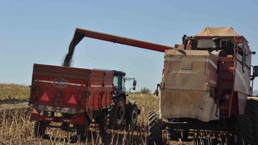 Keşan'da ayçiçeği hasadında verim sevinci, fiyat beklentisi gündemde