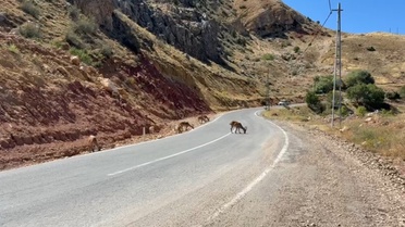 Tunceli-Hozat karayolunda 40 dağ keçisi cep telefonuyla görüntülendi