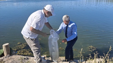 Sivas Ulaş'ta göl ve barajlara sazan yavrusu bırakıldı