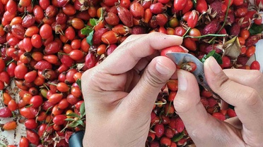 Erzincan'da kuşburnu mesaisi başladı, marmelat kavanozlara giriyor