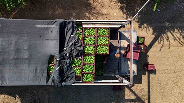 Adana'da limon hasadı başladı, 710 bin ton rekolte bekleniyor