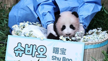 Güney Kore'de 100 günlük dev panda yavrusu Shu Bao ilk kez halkın karşısına çıktı