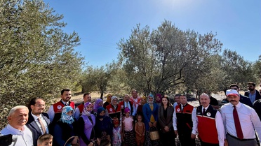 Balıkesir Ayvalık'ta yılın ilk zeytin hasadı ve zeytinyağı sıkımı yapıldı