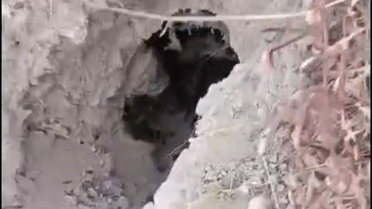 Elazığ Keban'da pal porsuğu saldırısı sonrası eşek arısı yuvası görüntülendi