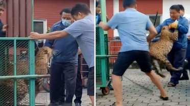 Kafesten kaçan leopar dehşet saçtı! orman görevlisine böyle saldırdı