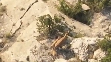 Yozgat'taki Kazankaya Kanyonu'nda yaban keçileri sürü halinde görüntülendi