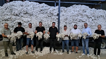 Söke'de sezonun ilk pamuğu kütlü fiyatından alındı, üretici 50 lira bekliyor