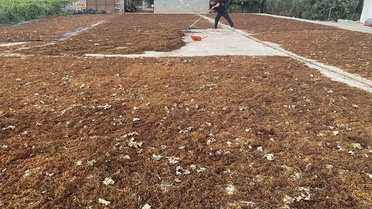 TMO'nun kuru üzüm alım fiyatı Alaşehirli üreticiyi sevindirdi