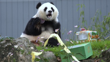 ABD'de dev panda Qing Bao, Washington'daki Smithsonian Hayvanat Bahçesi'nde 5. yaşını kutladı