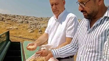 Araban Sarımsağında zambak anaç tohumuyla ikinci ekim yapıldı