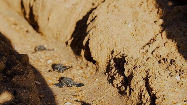 Didim'de Caretta yuvasından 82 yavru denize ulaştı, sezon kapanıyor