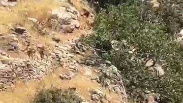Diyarbakır Çermik'te yaban keçileri sürü halinde görüntülendi, avlanma cezası 1 milyon lira
