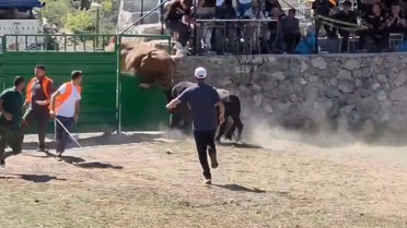 600 kiloluk boğa arenadan kaçtı! Güreşi bırakıp soluğu dışarıda aldı