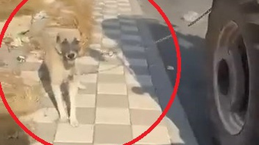 Diyarbakır Bağlar'da köpeği traktörün arkasına bağlayıp koşturdu