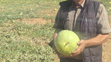 Manisalı üretici Cerit, ata tohumu karpuzları gelecek nesillere taşıyor