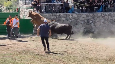 Ardanuç'ta 600 kiloluk boğa demir kapıdan atlayarak arenadan kaçtı