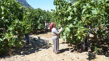Antalya İbradı'da incir hasadı bir ay gecikti, rekolte yüzde 75 düştü