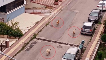 Samsun Atakum'da başıboş köpekler araçların peşinden koşup vatandaşa agresif davranıyor