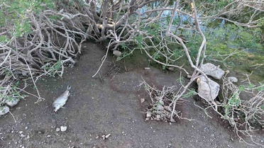 Ayvacık Barajı'ndaki balık ölümleri için numune alındı