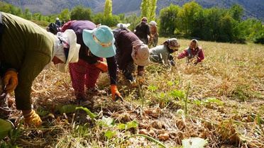 Erzincan'da 38 tarım projesine 169,6 milyon lira hibe desteği onaylandı