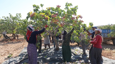 Antep fıstığında hasat sürüyor, üretici komisyoncu fiyatına tepkili