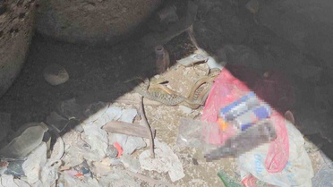 Bitlis Adilcevaz'da 4 damalı su yılanının toplu aşk dansı kamerada