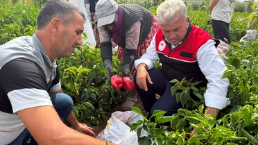 AK Partili Canbey Kepsut'ta kapya biber hasadına katıldı