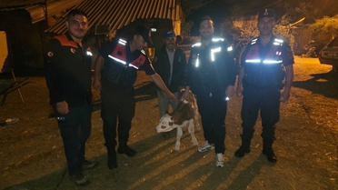 Bilecik'te kaybolan büyükbaş hayvan, yeni doğan buzağısıyla tarlada bulundu