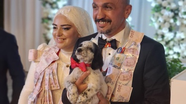 Trabzon düğününde damada takı yerine Manisa'dan getirilen av köpeği yavrusu hediye edildi