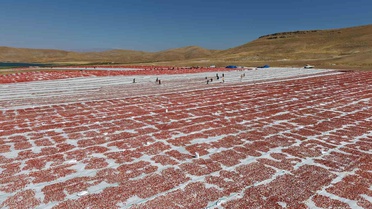 Elazığ'da 40 bin ton domates kurutulup ABD ve Avrupa'ya ihraç ediliyor