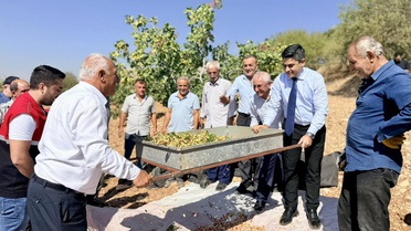 Adıyaman Tut'ta 45 bin dekarda fıstık hasadı başladı, üreticiler tarlada