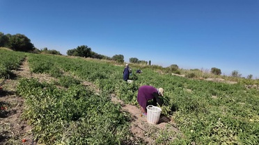 Iğdır'da ata tohumu süper domateste hasat başladı, kasıma kadar sürecek