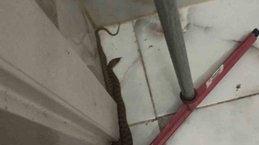 Hatay İskenderun ve Yayladağı'nda yerleşim yerlerine giren yılanlar zarar verilmeden yakalandı