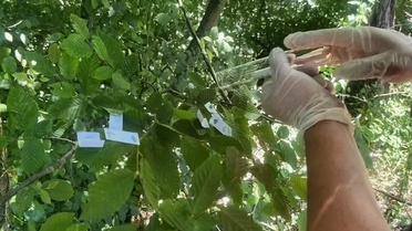 Trabzon'da kahverengi kokarca mücadelesinde 112 bin parazitoit sahaya salındı