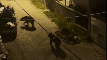 Kars Sarıkamış'ta mahalle arasına inen 2 boz ayı cep telefonu kamerasıyla görüntülendi