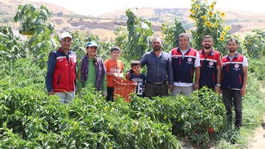 Siirt'te hibe fide desteğiyle üretim başladı, çiftçiler 125 ton ürün bekliyor