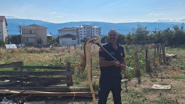Tokat Niksar'da ahıra giren yılan itfaiye ekiplerince yakalanıp doğaya bırakıldı